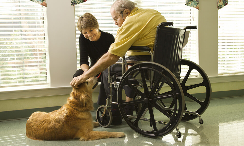 hospice care pet therapy